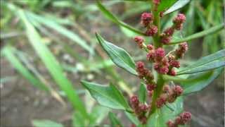 Strawberry Blite Chenopodium Capitatum Blitum Capitatum  20120902 [upl. by Douglass]