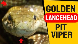 Venomous Golden Lancehead Pit Viper  Golden Lancehead A Highly Venomous Pit Viper Snake [upl. by Garlen]