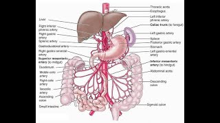 Blood supply and drainage to the gastrointestinal tract Superior and Inferior mesenteric arteries [upl. by Plante121]