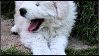 Cuccioli Pastore Maremmano Abruzzese  Maremma Sheepdog Puppies [upl. by Bergman725]