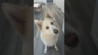 My dogs whole life flashed before her eyes dog subscribe bestfriend lol dogshorts trending [upl. by Finbar]