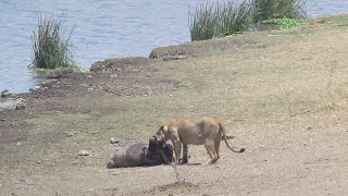 Lion killing Wildebeest [upl. by Clabo]