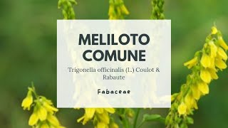 MELILOTO COMUNE  Trigonella officinalis Fabaceae  Yellow sweetclover [upl. by Nivram]