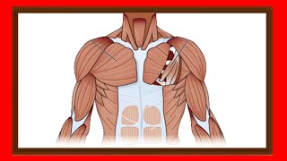 El sistema muscular Definición Tipos de músculos Funciones y su Importancia [upl. by Nitsuj208]