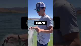 Lake Mead’s Water Rising Fast Great Fishing Catch and Cook [upl. by Rodnas]