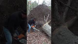 shorts super big tree stump sawed super fast [upl. by Drofliw]