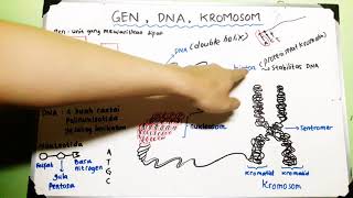 Gen DNA Kromosom  Materi Genetik [upl. by Oluas807]