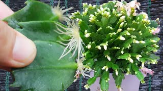 Ready to grow Christmas Cactus at home New Christmas Cactus propagation method [upl. by Ellemaj111]