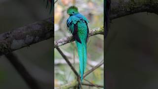 Resplendent Quetzal Bird Sounds ❤️ [upl. by Aneela610]