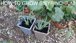 How To Grow Sisyrinchium From Seed [upl. by Ellerol]