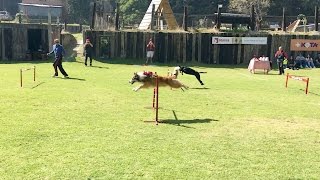 DRAKOAGILITY carrera  Border Collie MX [upl. by Schiff]