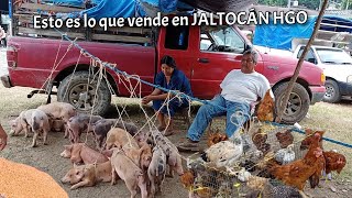 Día de TIANGUIS EN JALTOCÁN Hidalgo 2024 isidoroysusteclados5076 [upl. by Assilim]