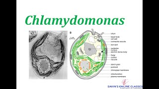 Chlamydomonas  Theory and slide preparation Live Class [upl. by Neeleuqcaj]