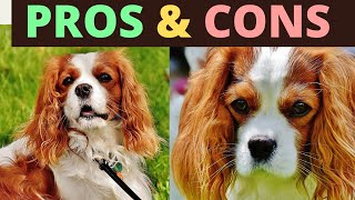 Cavalier king charles spaniel  6 PROS AND CONS [upl. by Diahann]