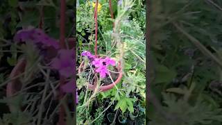 Glandularia plants naturely gardenflowers beautifulflowersintheworld vairalvideo youtuber seo [upl. by Zinnes]