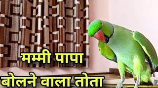 Talking parrot •• Mummy Bolne Wala Tota •• pattu parrot talking •• ⁠◔⁠‿⁠◔⁠ [upl. by Durrell759]