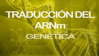 Traducción del ARNm Parte 1  Genética [upl. by Wie]