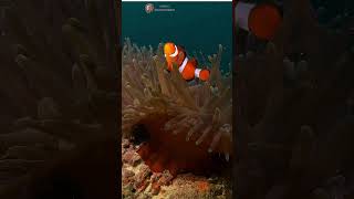 Discover the Most Stunning Clownfish Natures Colorful Marvel shorts clownfish underwater [upl. by Atiugal]