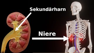 So entsteht Urin und wird ausgeschieden [upl. by Susan]