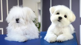 MALTESE PUPPY FIRST GROOMING WITH SCISSOR ✂️❤️🐶 cuteness guaranteed [upl. by Ytirehc]