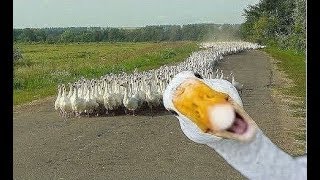 Angry Goose Chasing People And Animals  Funny Geese Attack Videos Compilation 2018 BEST OF [upl. by Saretta]