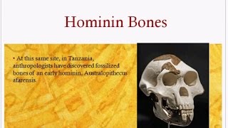 What are Hominins  Anthropology Videos  AnthroFacts [upl. by Zoes829]