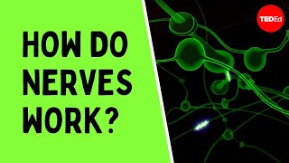 How do nerves work  Elliot Krane [upl. by Saeger]