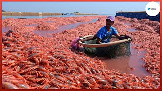 Como Se Hace El Cultivo Y Fabricación De Camarón En Una Industria De 70 Mil Millones De Dólares [upl. by Mayman]