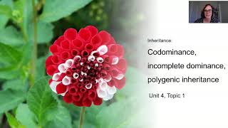 Inheritance 2 Codominance incomplete dominance polygenic inheritance [upl. by Essirahs]