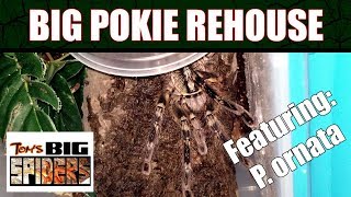 Large Poecilotheria Rehousing ft P ornata [upl. by Lorin]