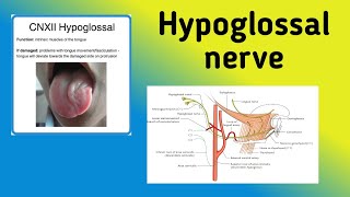 Hypoglossal Nerve  Cranial Nerve 12 Pathway Nerve Lesion [upl. by Roswell]