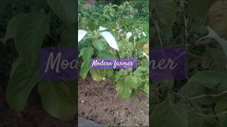 Mussaenda wild 🌵 plantgarden vlog minivlog plants indoorplants nature ducks [upl. by Amadas]