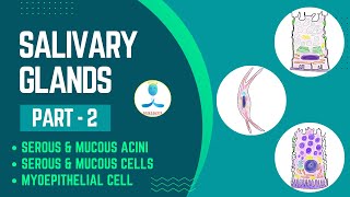 Salivary Glands Part 2  Serous Acini  Mucus Acini  Serous cell  Mucous cell  Myoepithelial Cell [upl. by Ahseena]