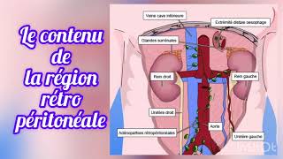 Anatomie du péritoine [upl. by Torras]