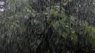 HEAVY RAINFOREST 3 Hours for Sleeping Relax Study insomnia Reduce Stress Heavy Rain Sounds [upl. by Rosalinda100]