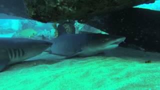 White Tip Reef Sharks Maui Hawaii [upl. by Wehner]