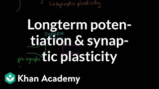 Long term potentiation and synaptic plasticity  Processing the Environment  MCAT  Khan Academy [upl. by Luis]