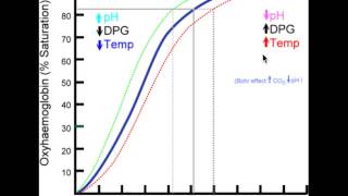 Rightshift of Oxygenhemoglobin dissociation curve [upl. by Otina]