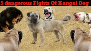 5 Dangerous Fights Of Kangal Dog Breed  kangal vs Tibetan mastiff Kangal vs dogo Argentino Hindi [upl. by Tnayrb]