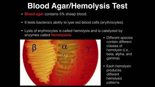 Microbiology HemolysisBlood Agar [upl. by Eitnom743]