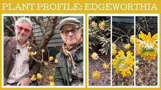 Plant profile how to grow Edgeworthia [upl. by Kempe159]