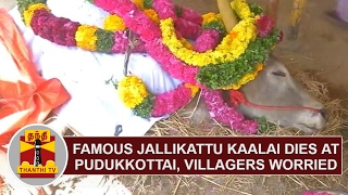 Famous Jallikattu Kaalai dies at Pudukottai Villagers worried  Thanthi TV [upl. by Lissak]