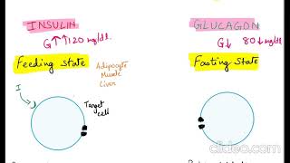 Insulin Glucagon comparision [upl. by Chloras741]