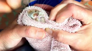 Biggest BotFly Removal from Rescued Homeless Cats Nose [upl. by Llednahc962]