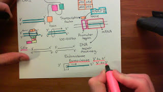 Homologous Recombination for Double Strand Breaks Part 4 [upl. by Auqinat]