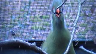 white cheeked turaco singing [upl. by Harvison183]