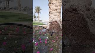 Date Palm Fruit  Self Watering amazingfruits [upl. by Gothar82]