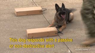 Police Dog Demonstration Drug Sniffing [upl. by Nyliahs]