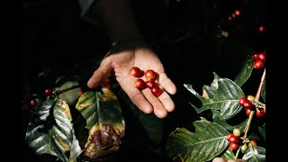 Café de Pluma Hidalgo Oaxaca Historia de la producción del café para Cafecito Puerto Escondido [upl. by Faustine]