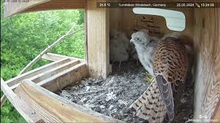 Common Kestrel nest Windsbach Germany May 25 2024 [upl. by Ayisan654]